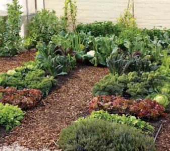 One-Block Feast: Guide to Winter Garden Vegetables Image